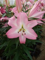 [4185 Highbury VZ No02.JPG]